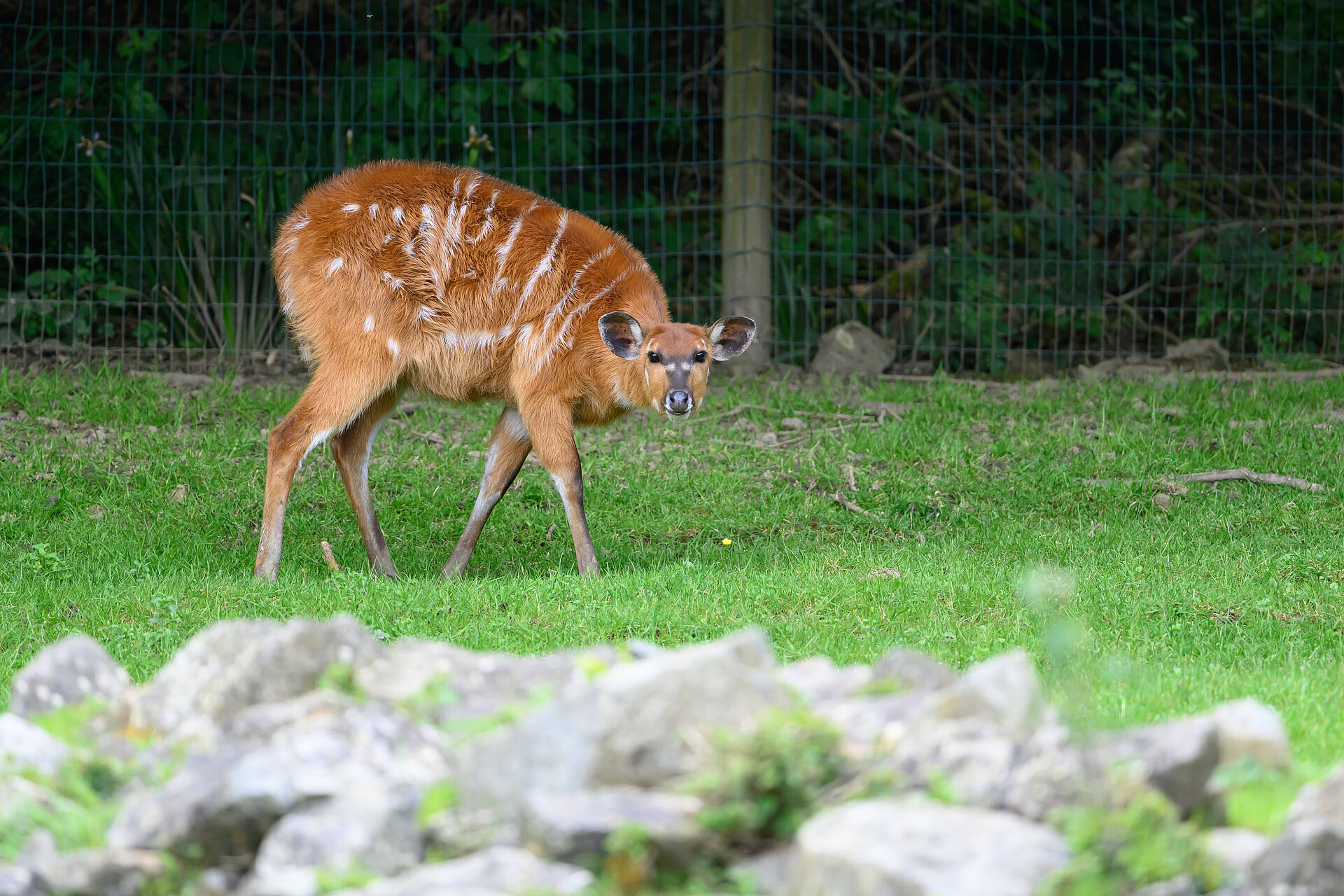 Sitatunga occidental