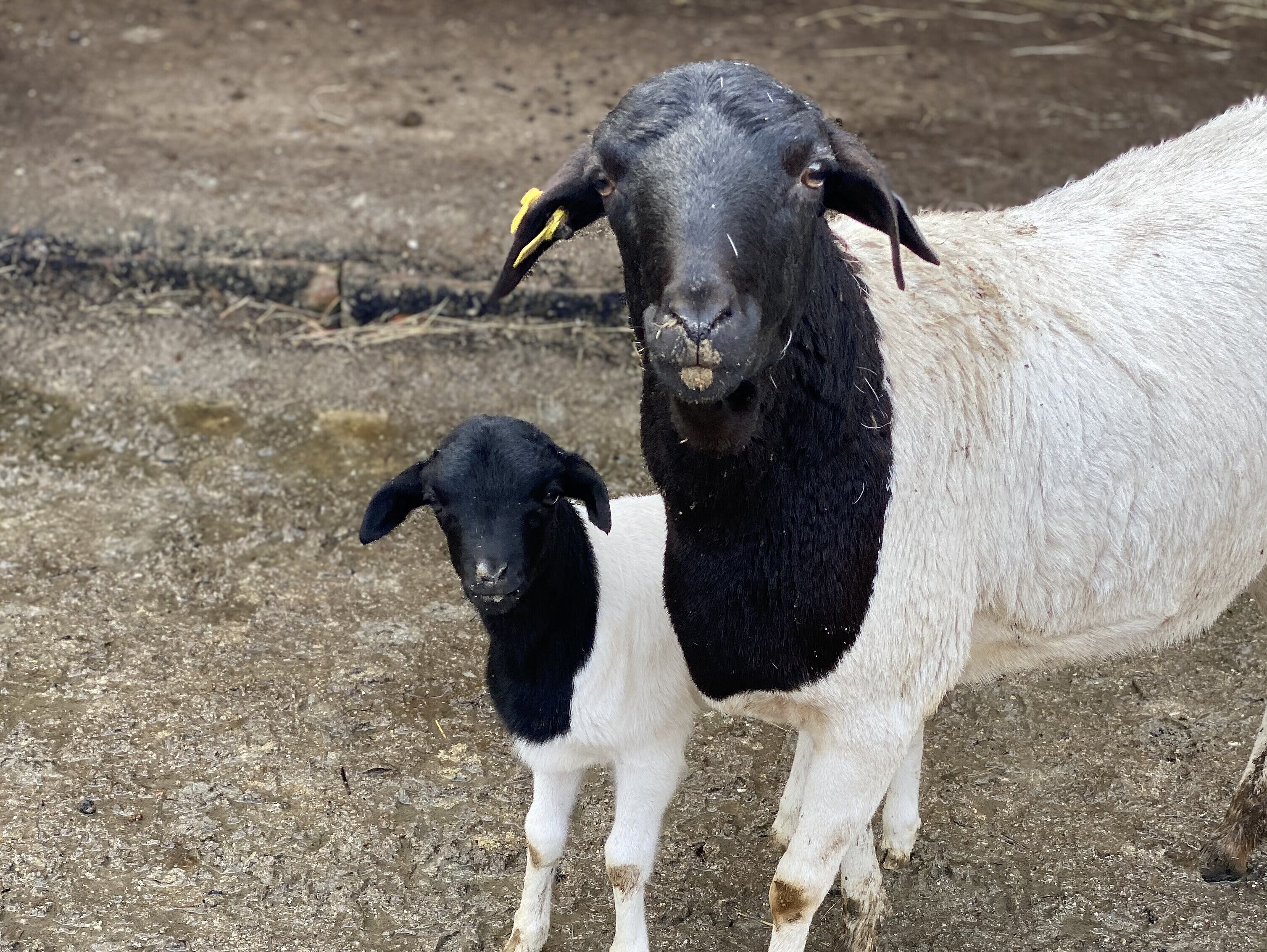 Mouton de Somalie