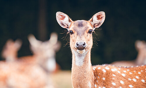 Cerf axis