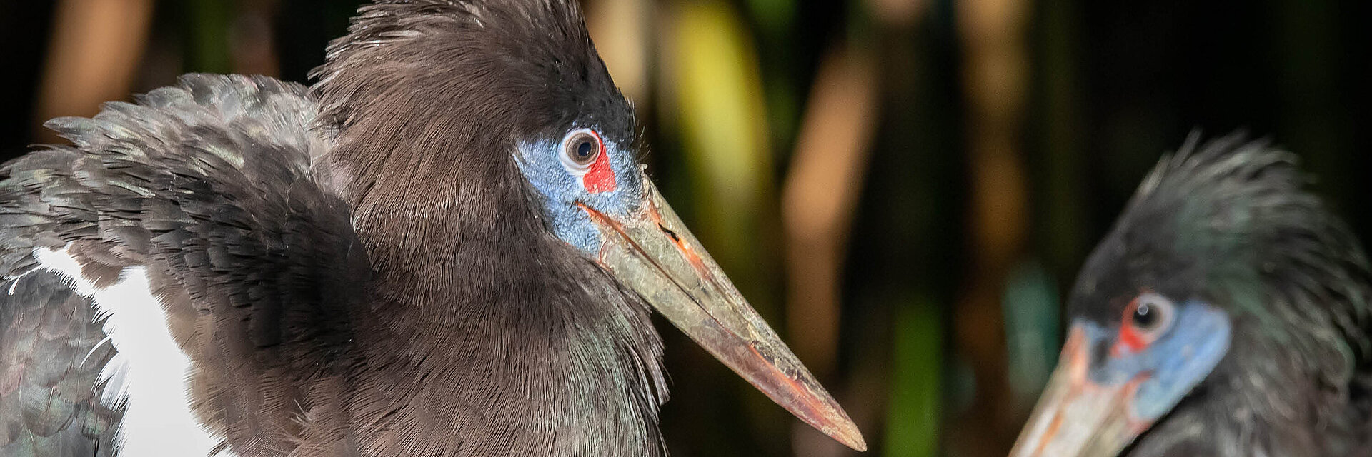 Cigogne d’Abdim