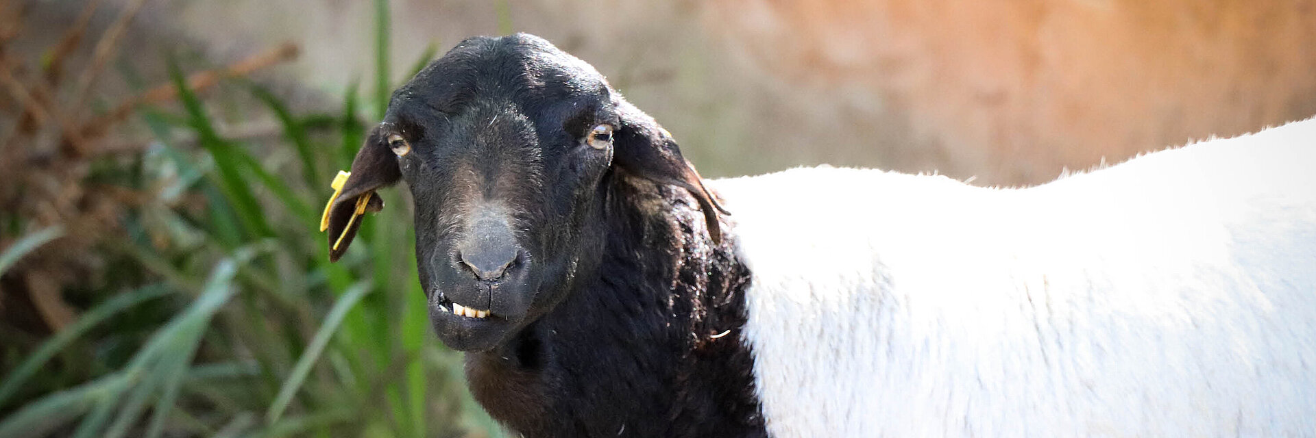 Mouton de Somalie