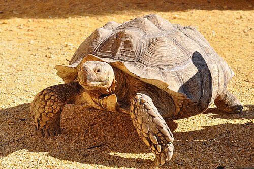 Tortue sillonnée