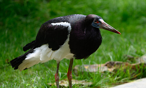 Cigogne d’Abdim