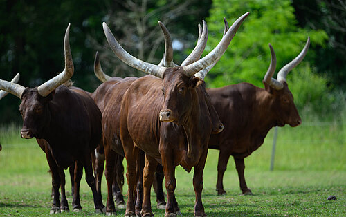 Vache watusi