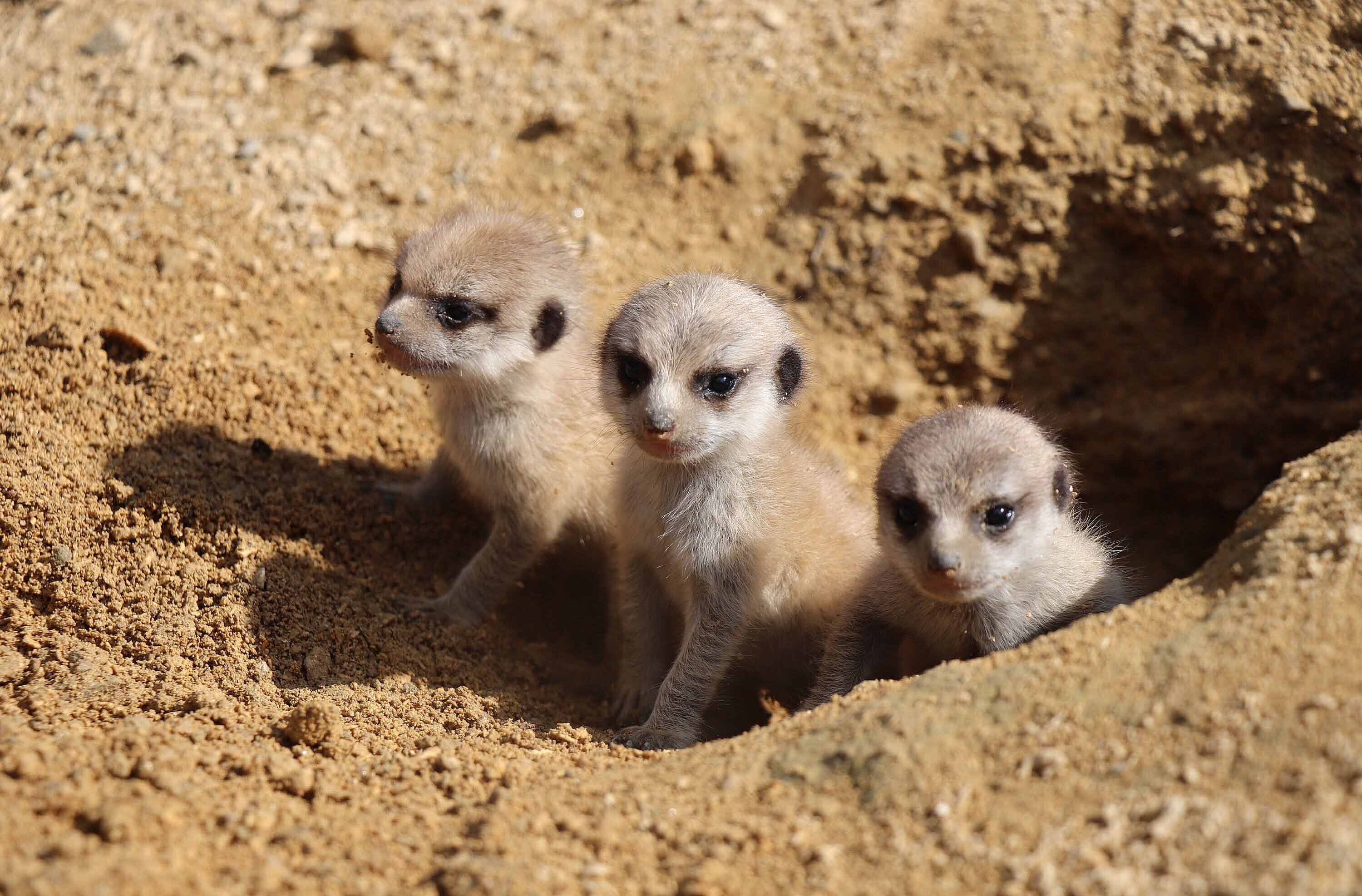 Suricate (c) Eve BATARD