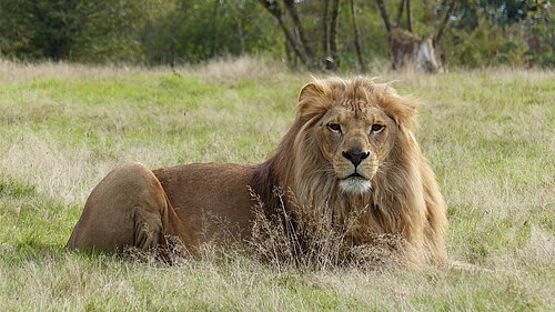 Lion d'Afrique