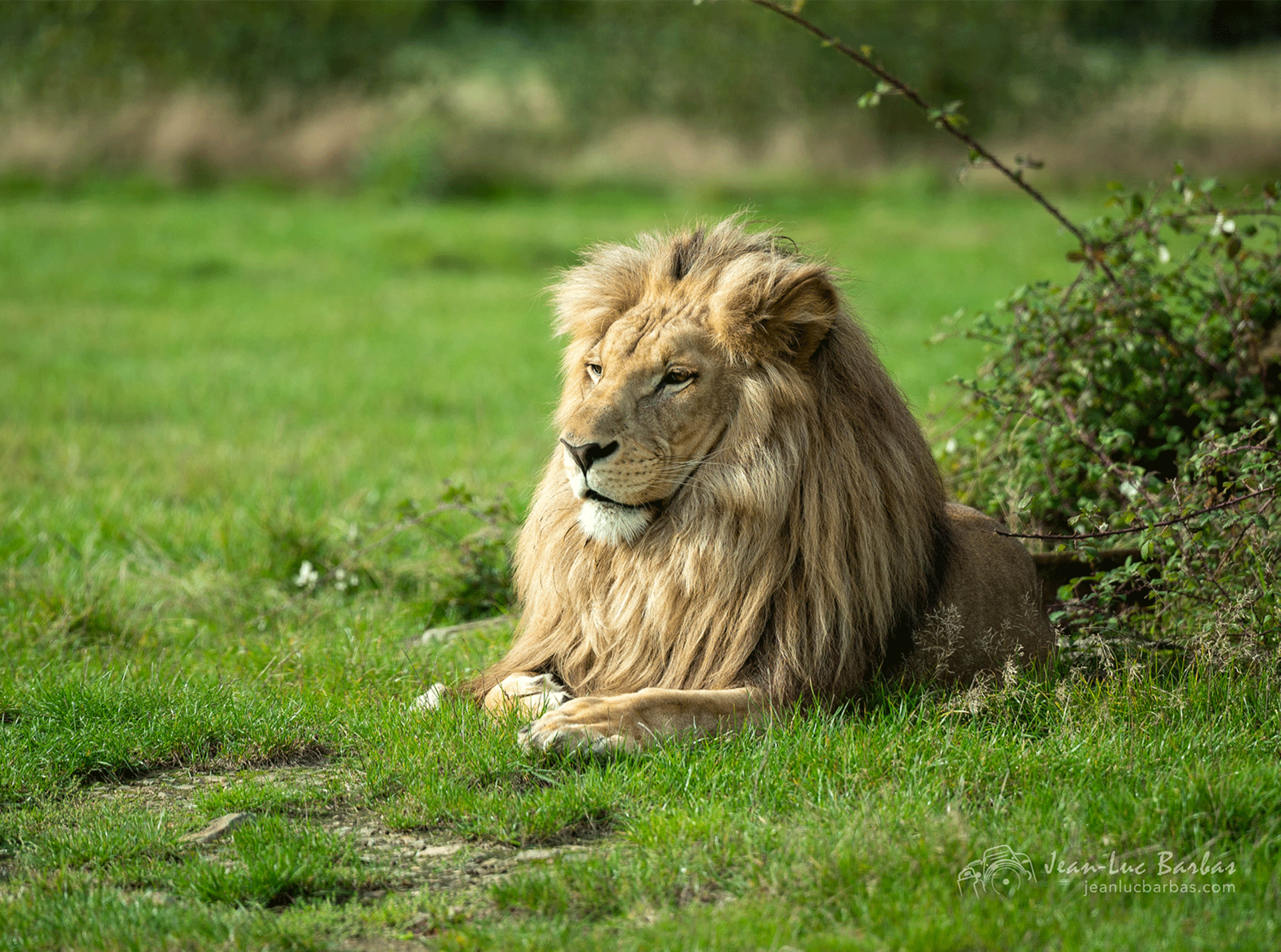 Lion d'Afrique
