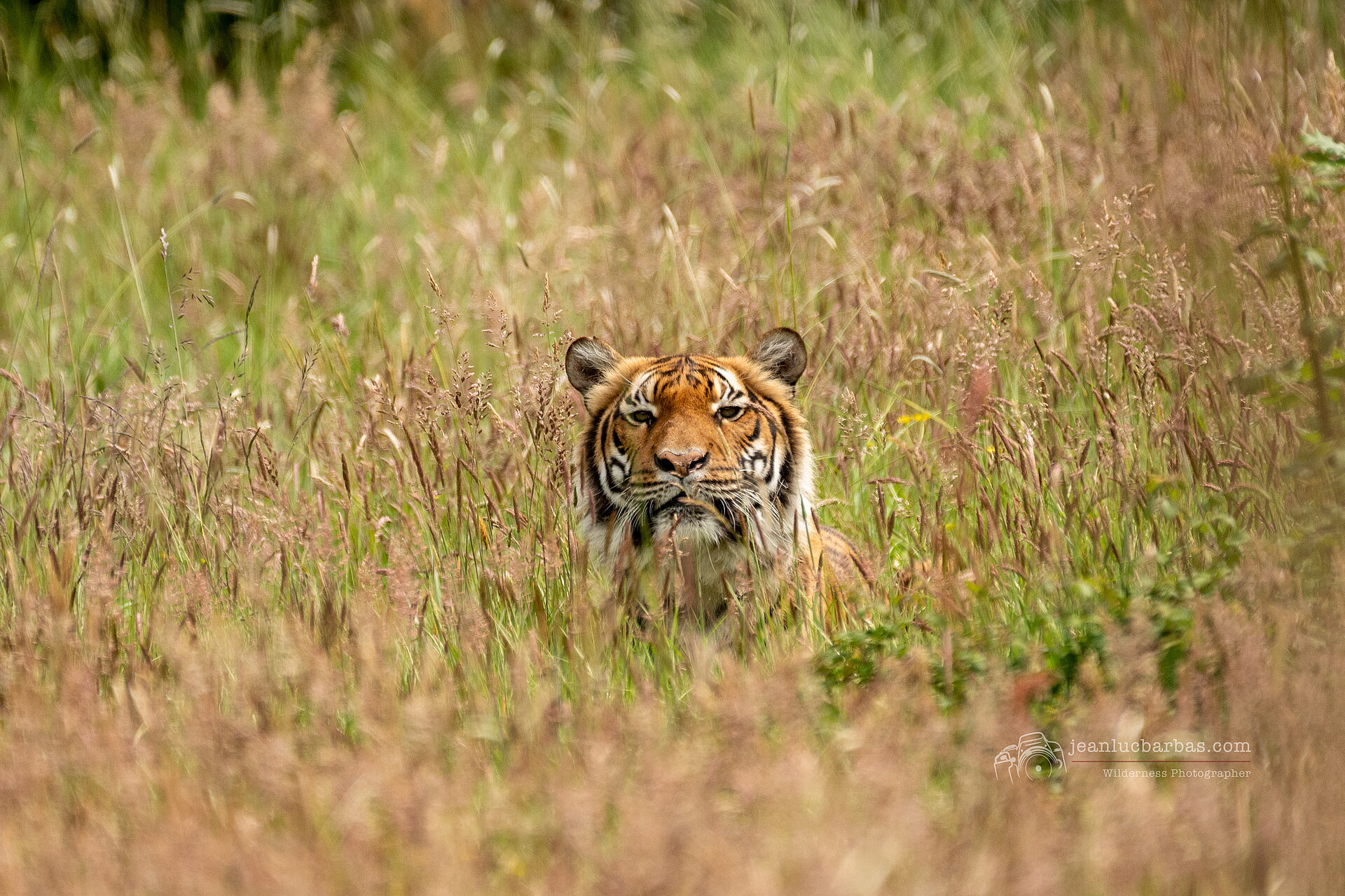 Tigre de Malaisie