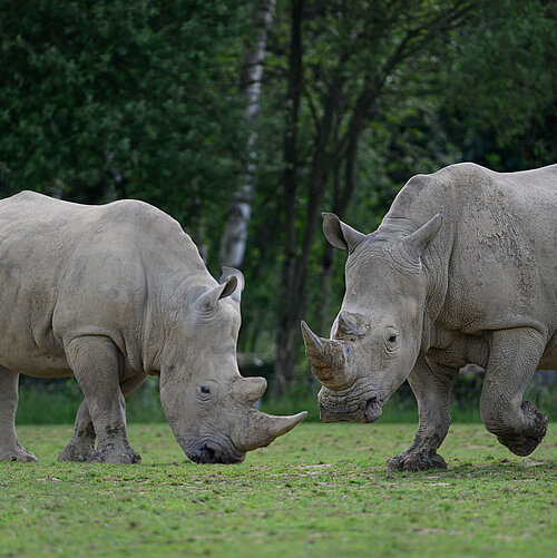 Rhinocéros blanc du Sud