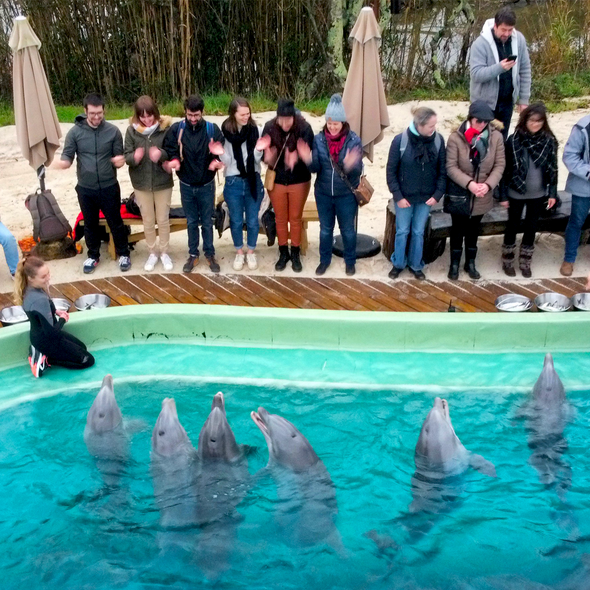 rencontre avec les dauphin