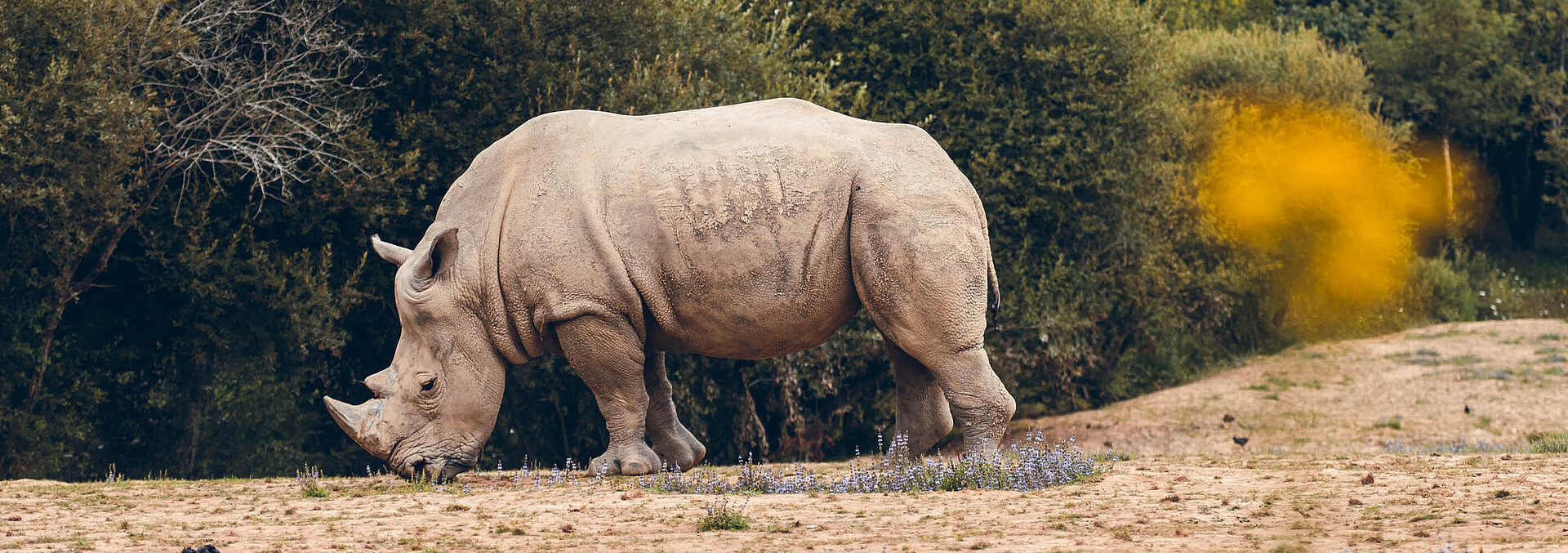 Rhinocéros blanc du Sud