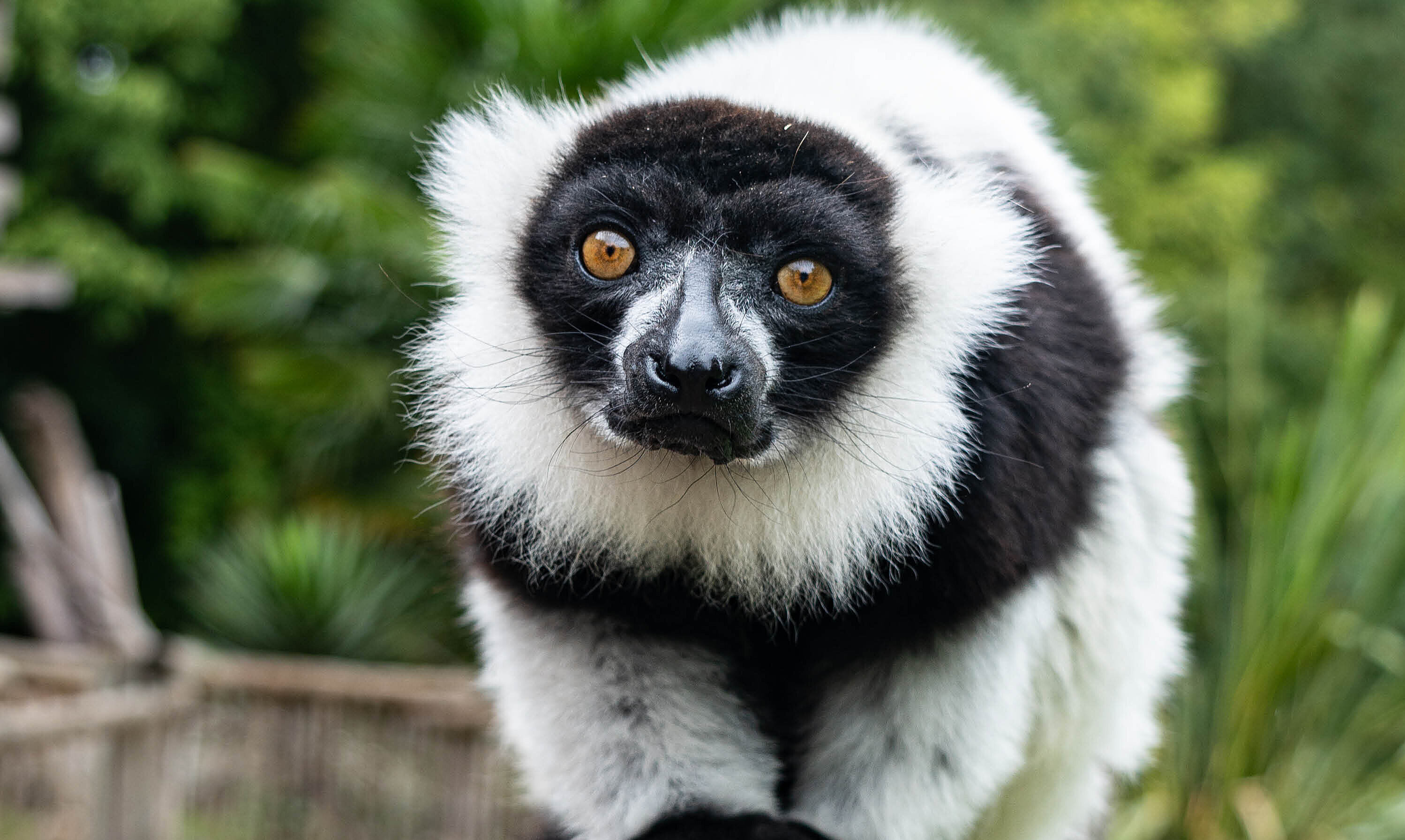 Vari noir et blanc