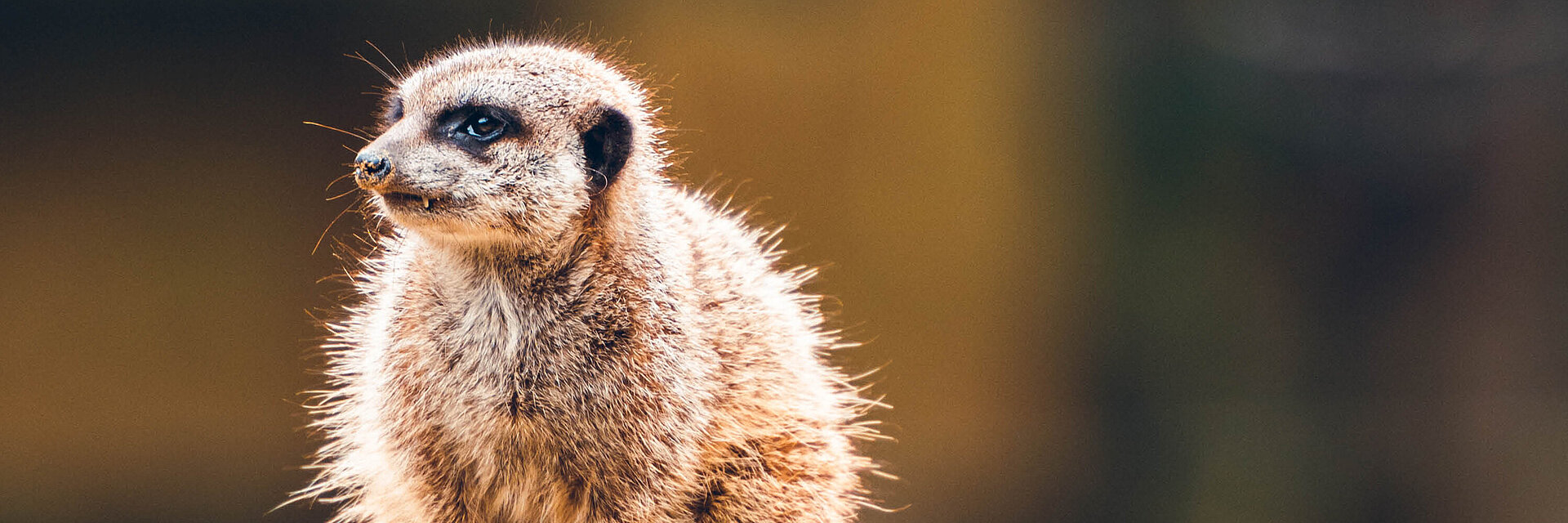 Suricate