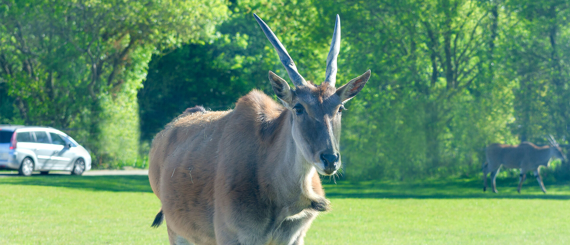 Eland du Cap