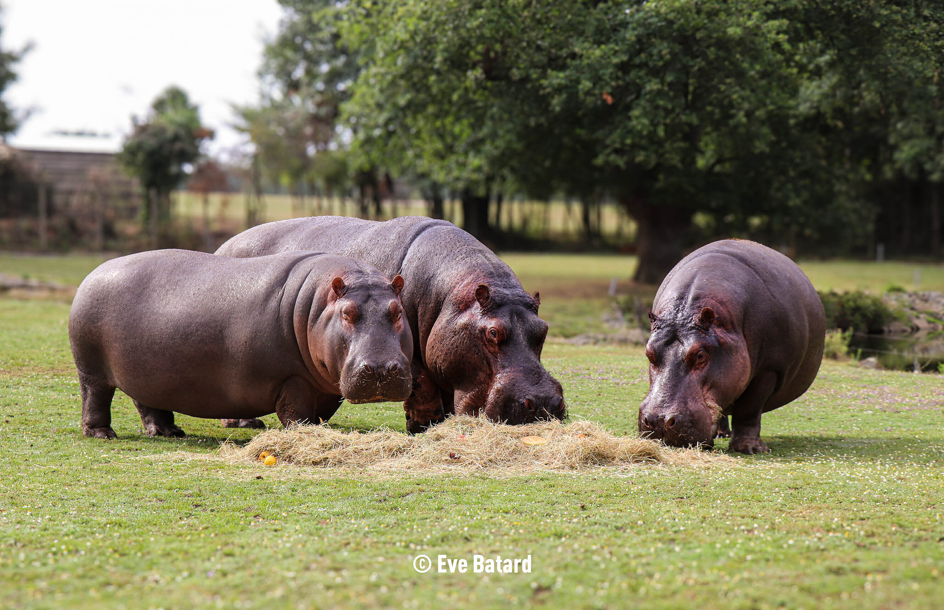 Hippopotame amphibie - (c) Eve Batard