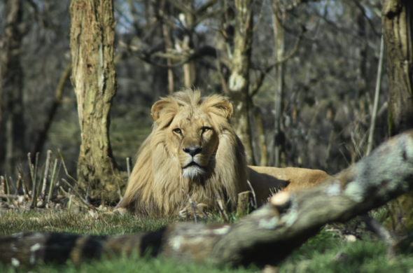 Kovu, lion d'Angola