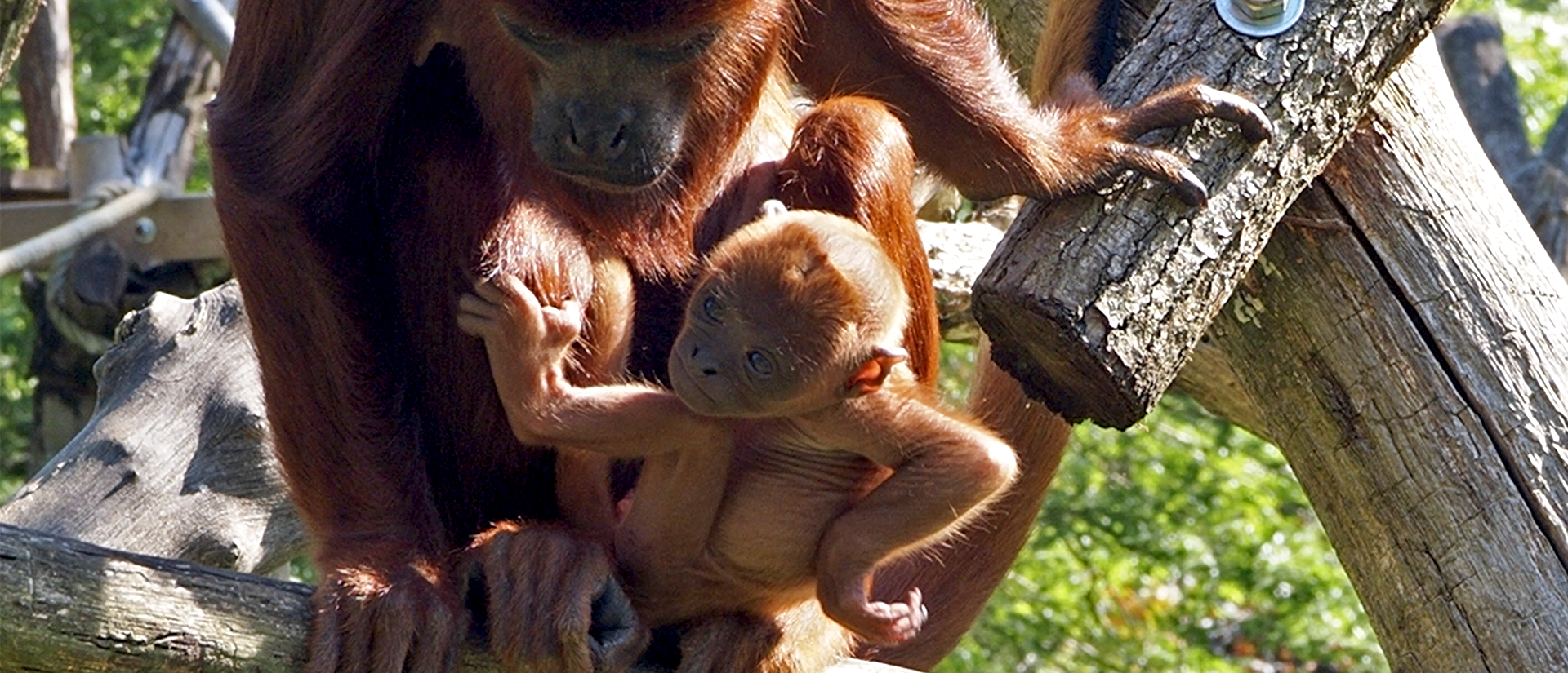 Singe hurleur roux naissance
