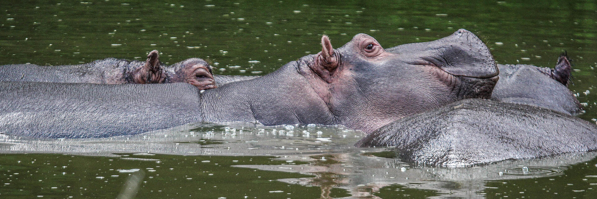 Hippopotame amphibie