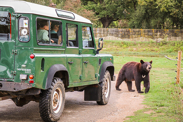Safari VIP Ours