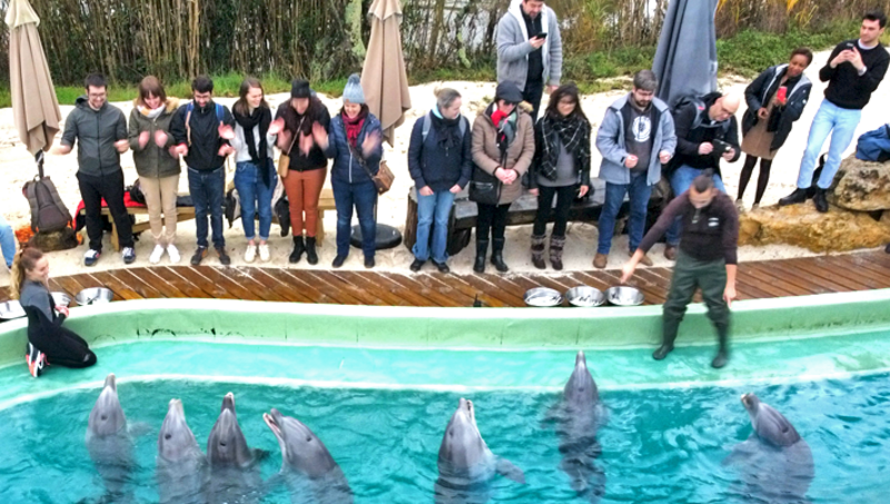 Option Rencontre avec les Dauphins