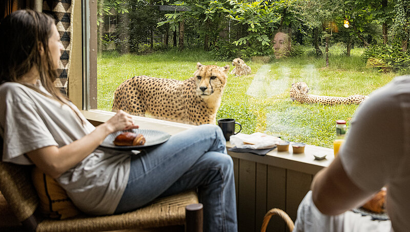 Lodge Cheetah