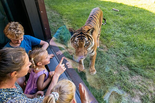 Lodge tigre - Offrir