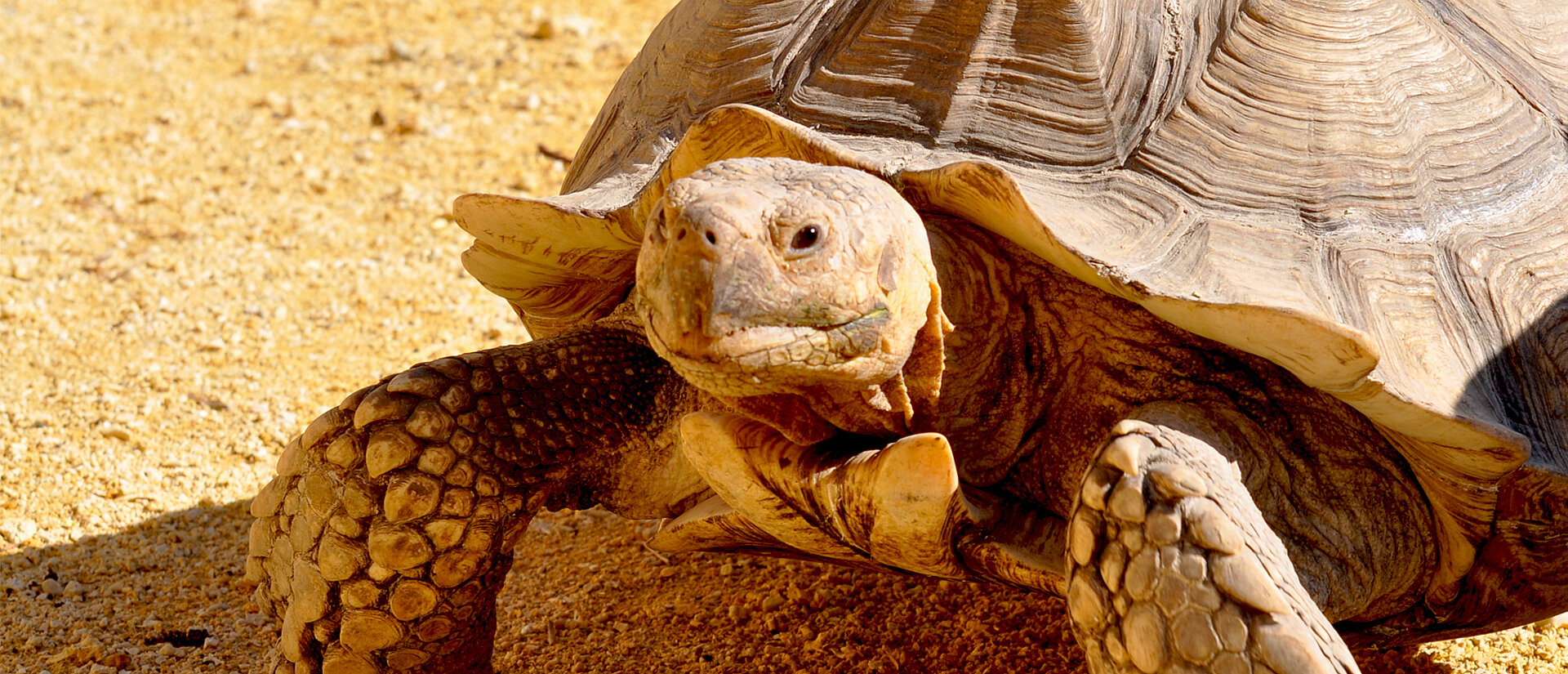 Tortue sillonnée
