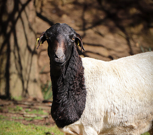 Mouton de Somalie
