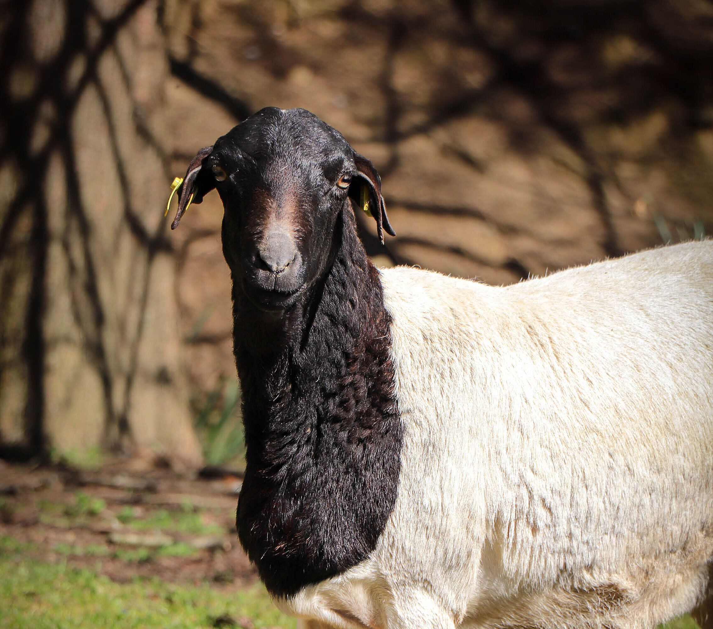 Mouton de Somalie