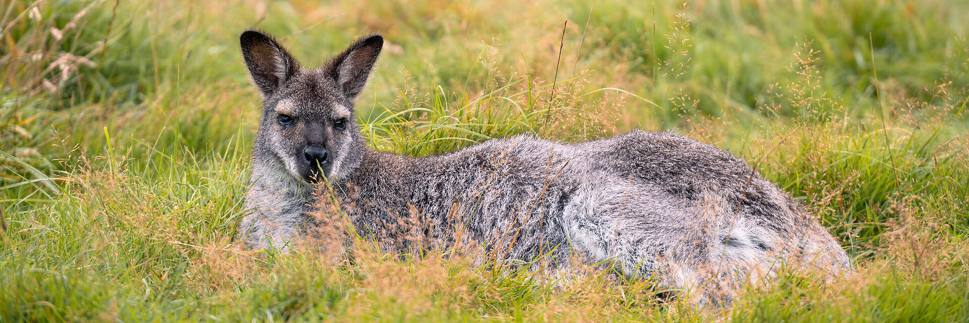 Wallaby de Bennett