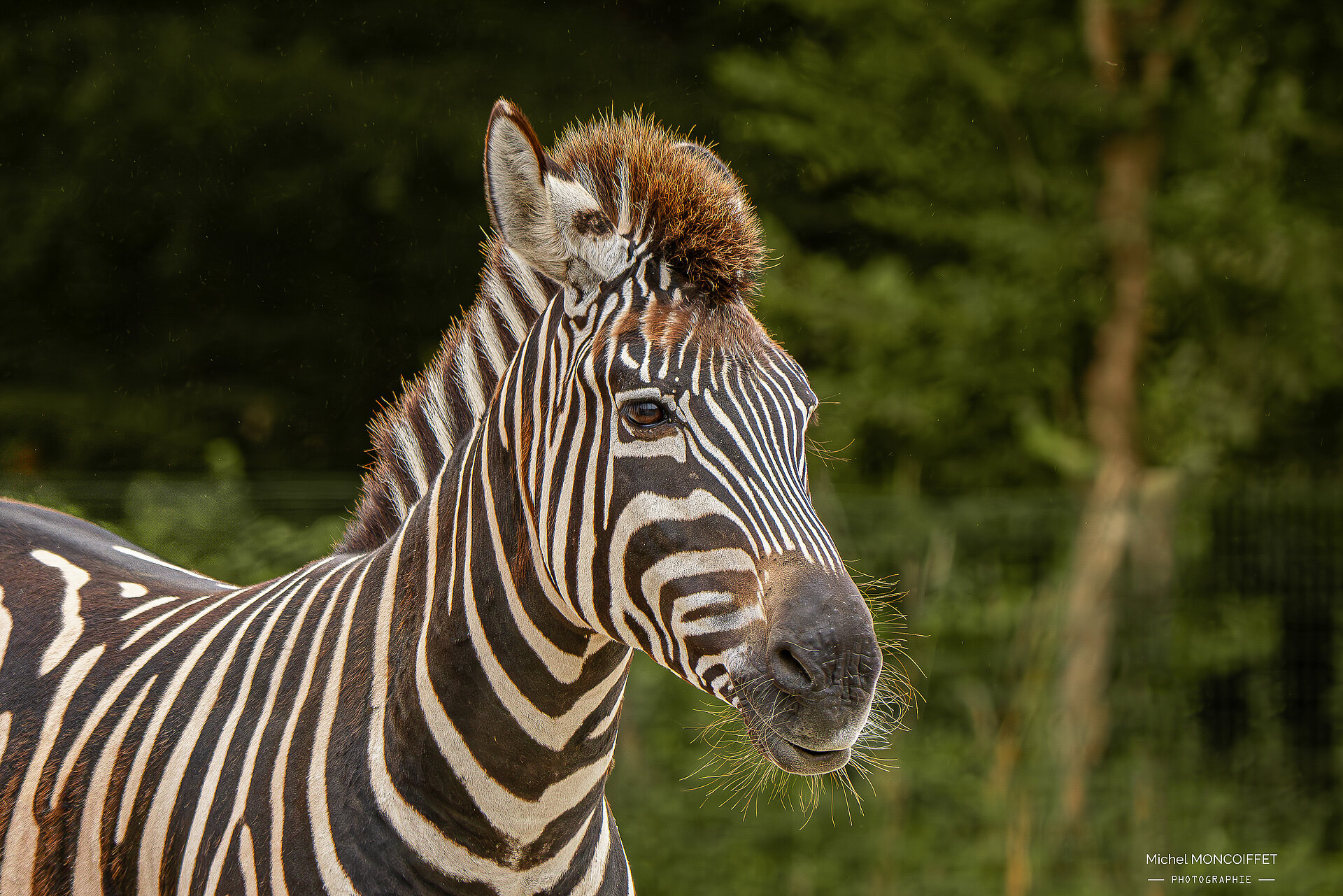 Zebre