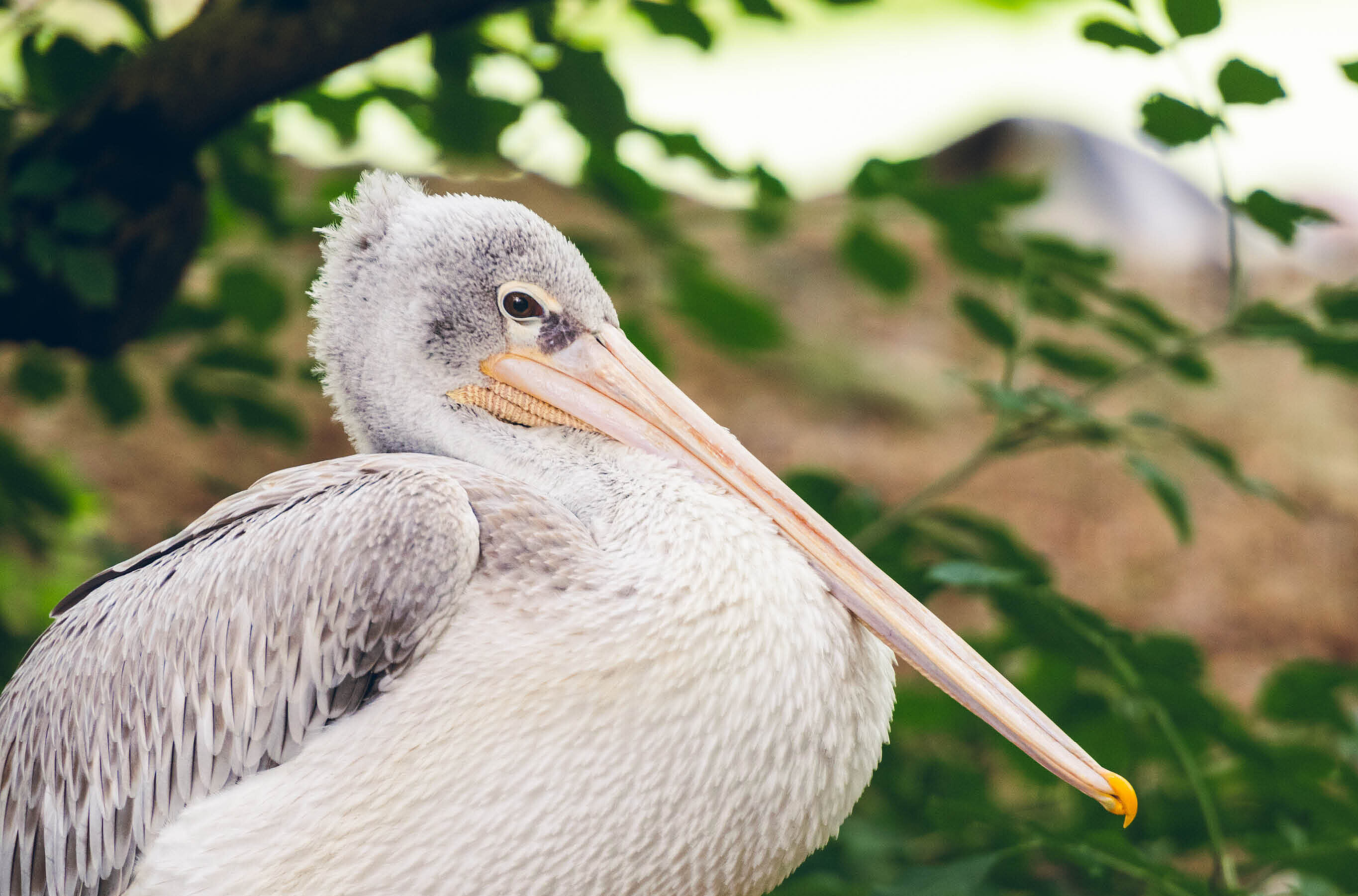 Pélican gris