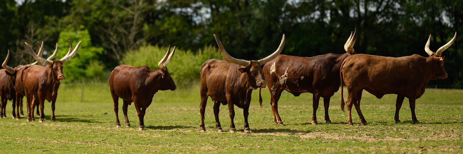 Vache watusi