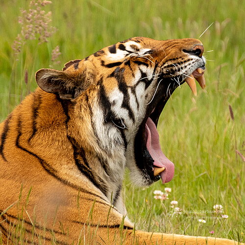 Tigre de Malaisie