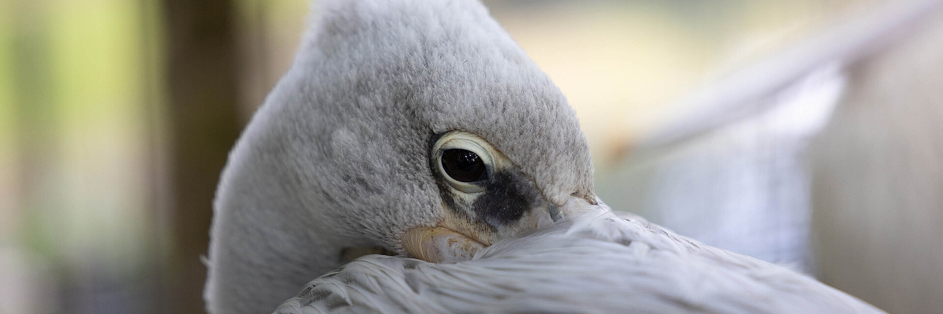 Pélican gris