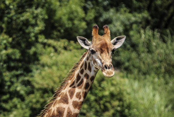 Mongala, girafe du Cap (c) Kevin Granger