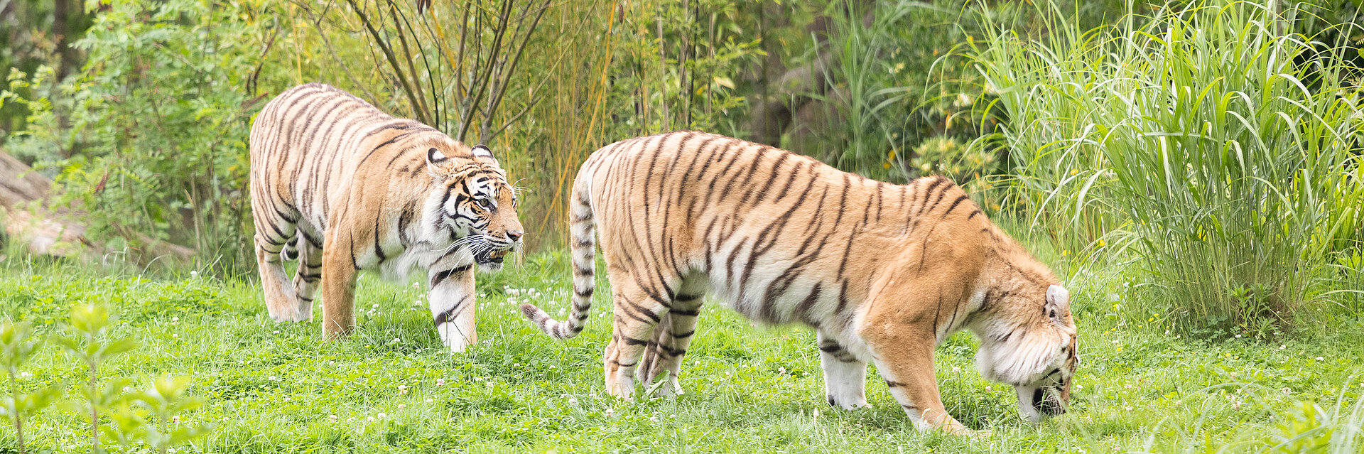 Tigre