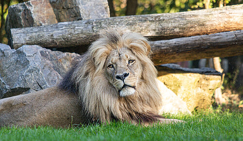 Lion d'Afrique