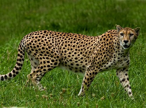 Guépard d'Afrique australe