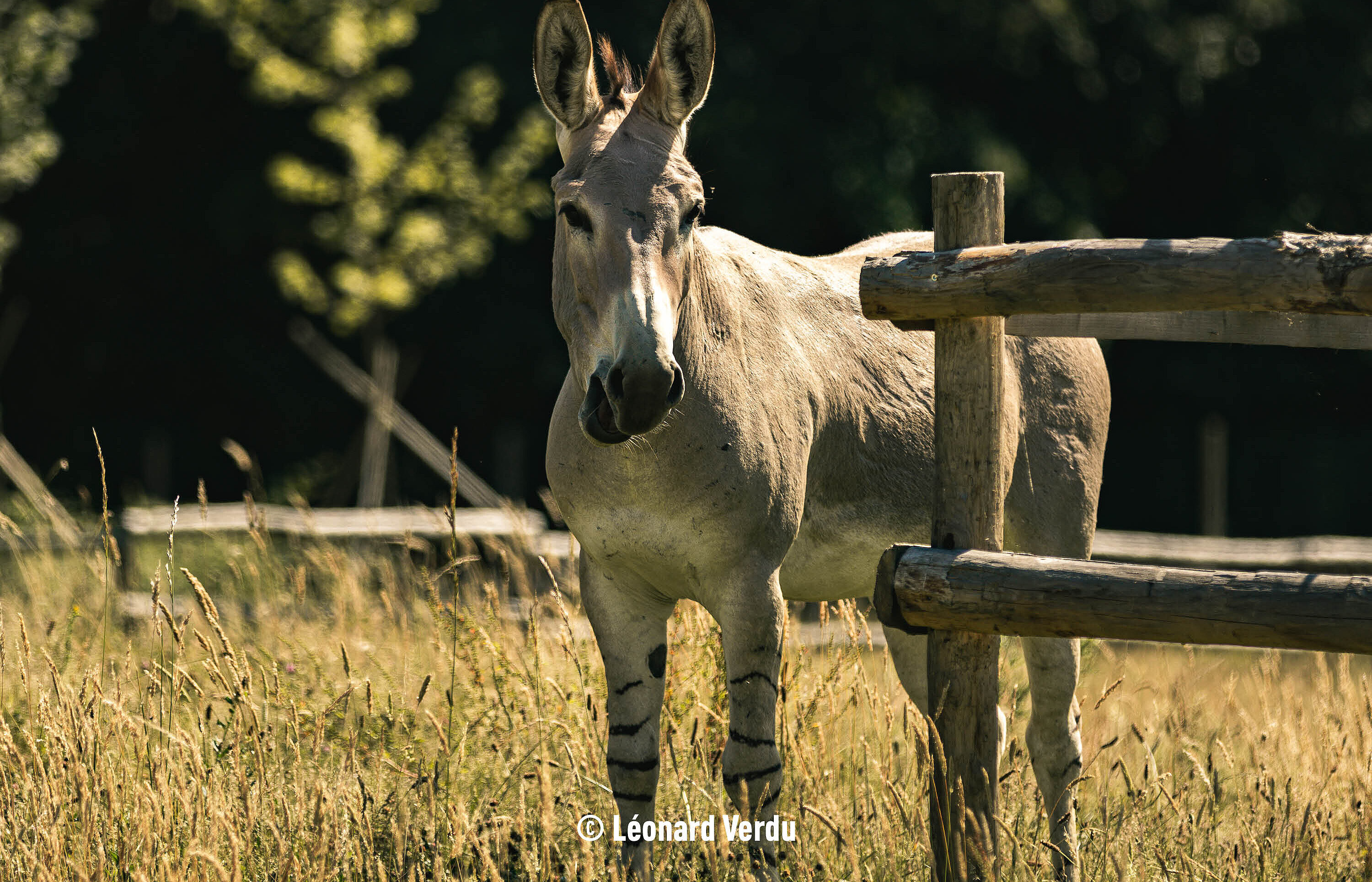 Ane Sauvage de Somalie - (c) Leonard Verdu