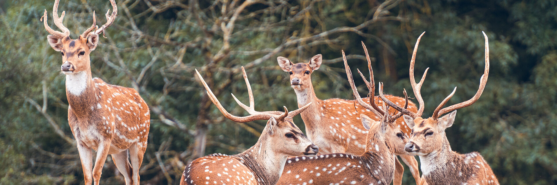 Cerf axis