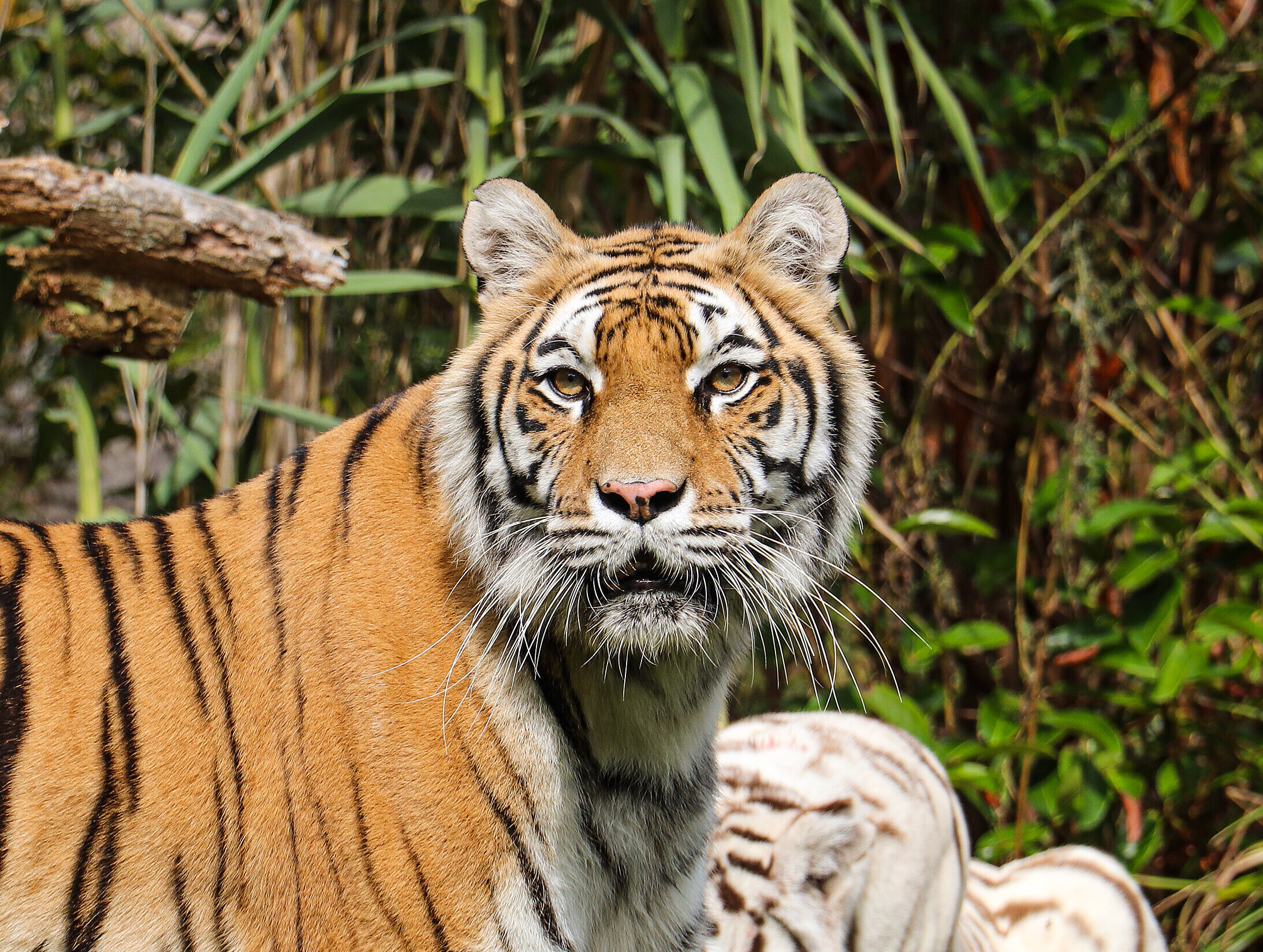Tigre