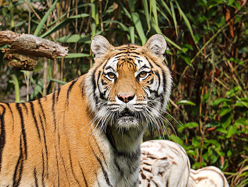 Tigre