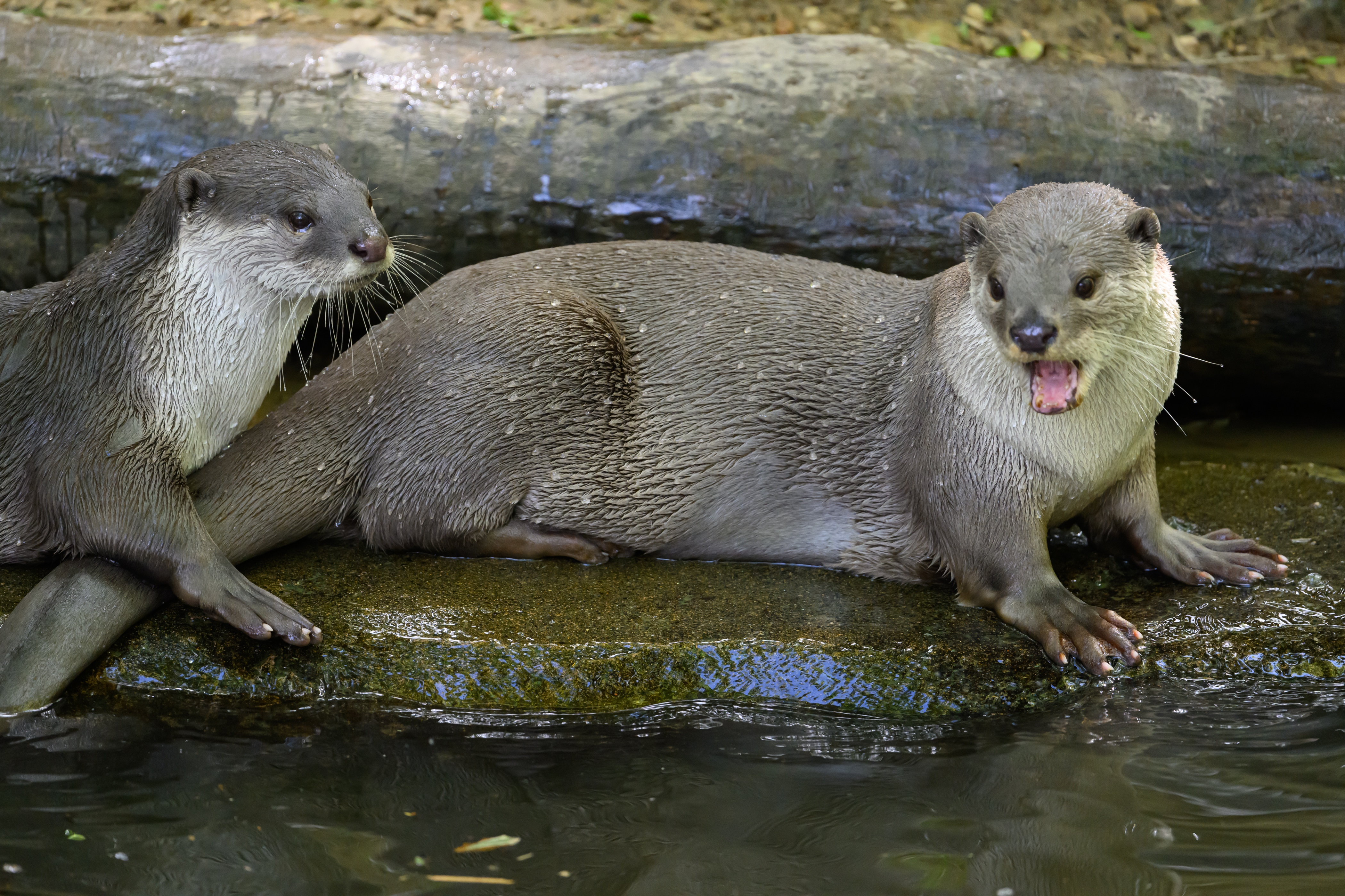 Loutre à pelage lisse