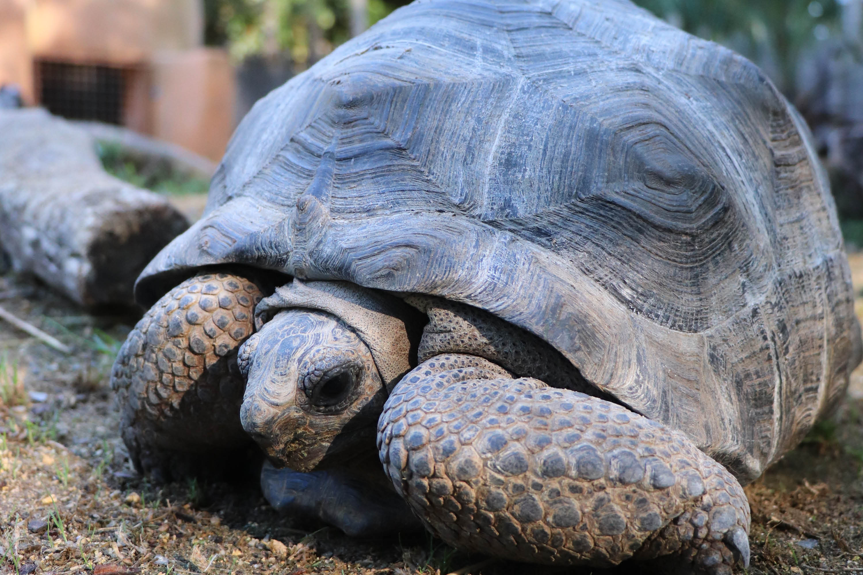 Tortue géante d'Aldabra