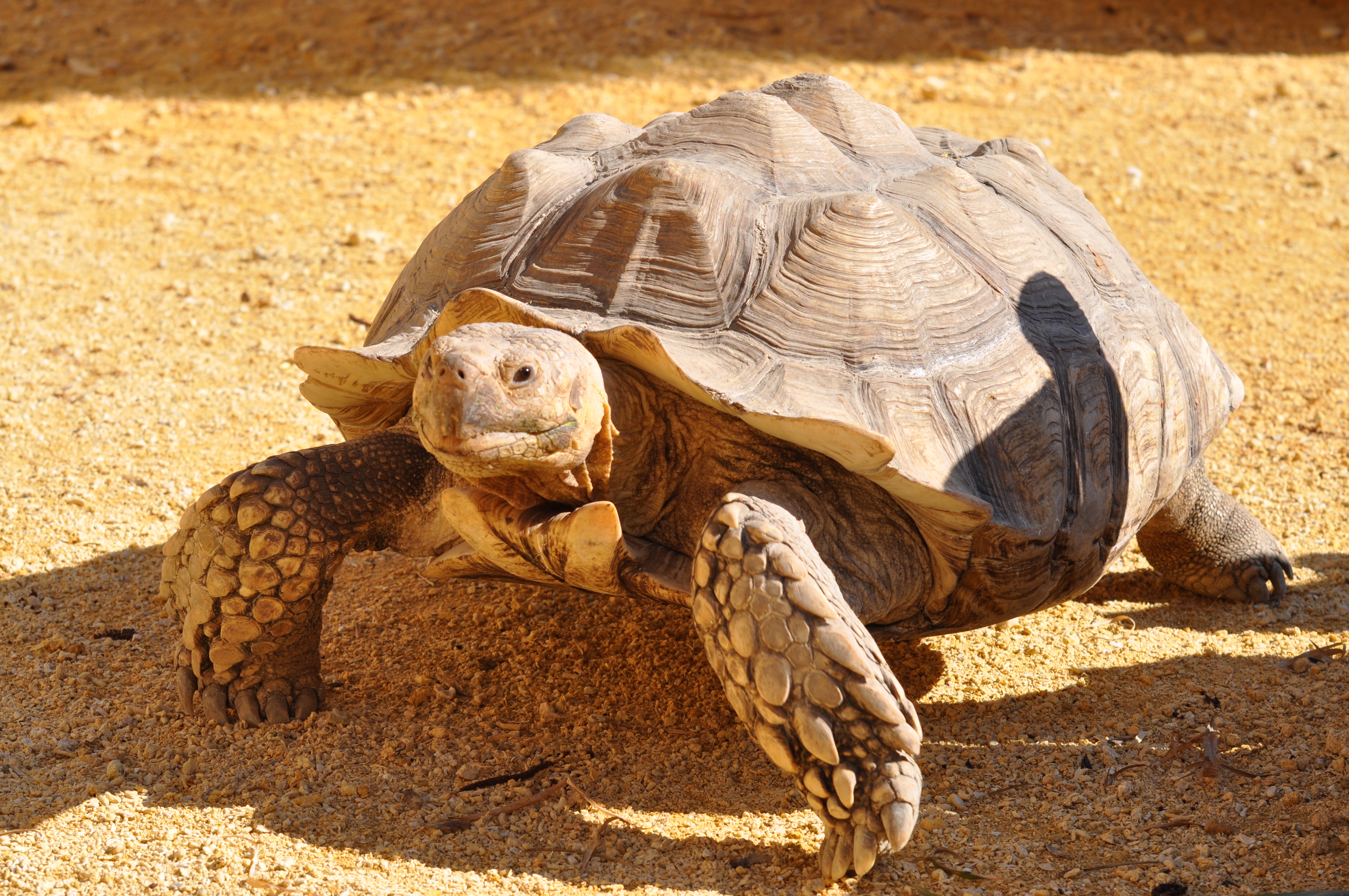 Tortue sillonnée