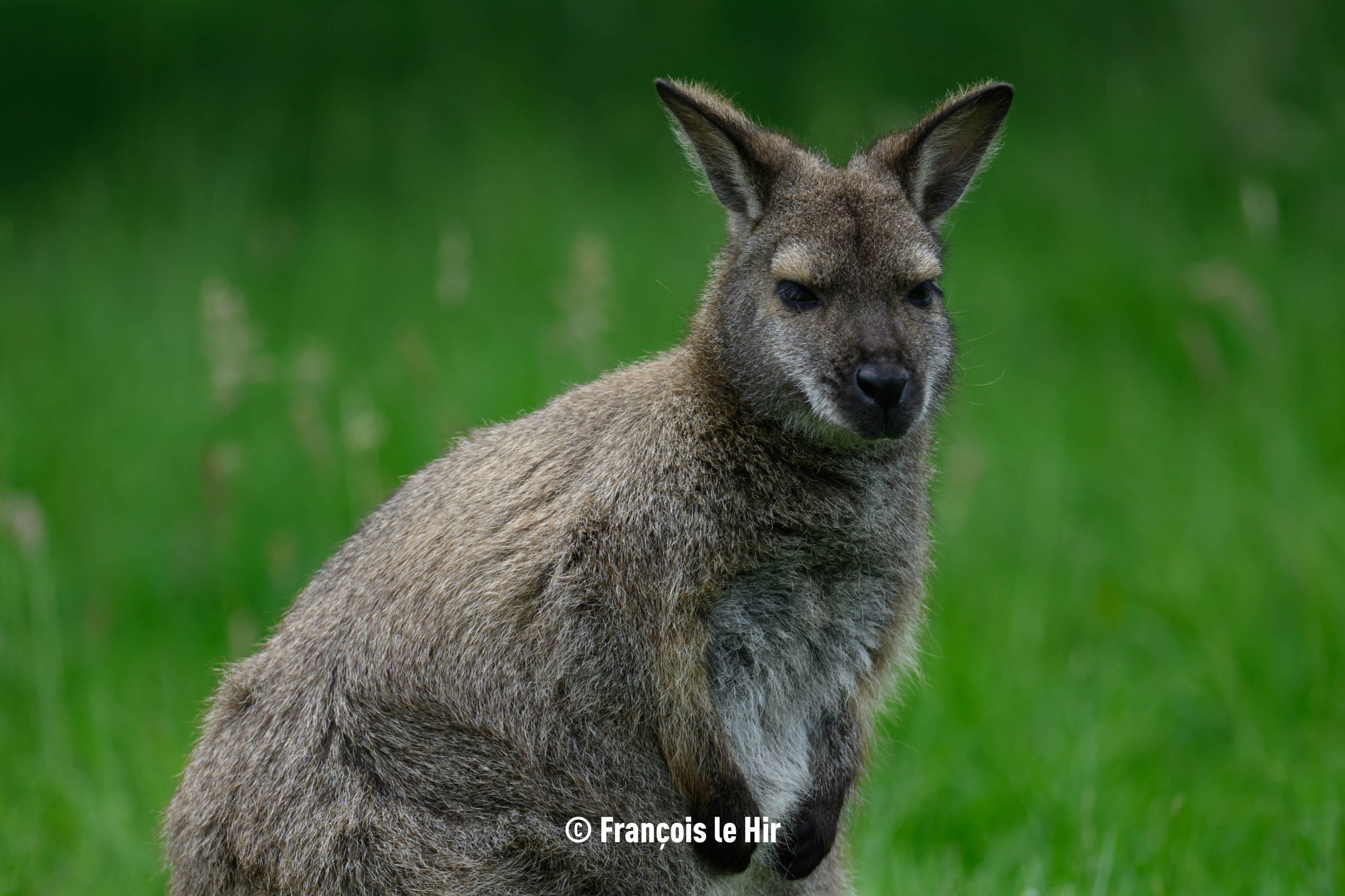 Wallaby de Bennett - (c) François le Hir