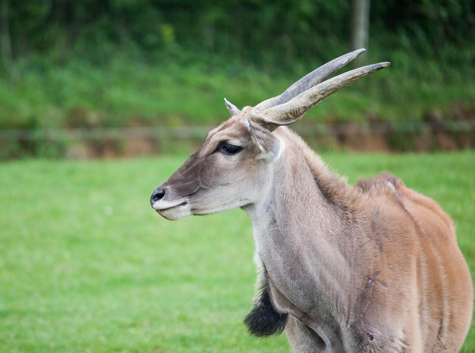 Eland du Cap
