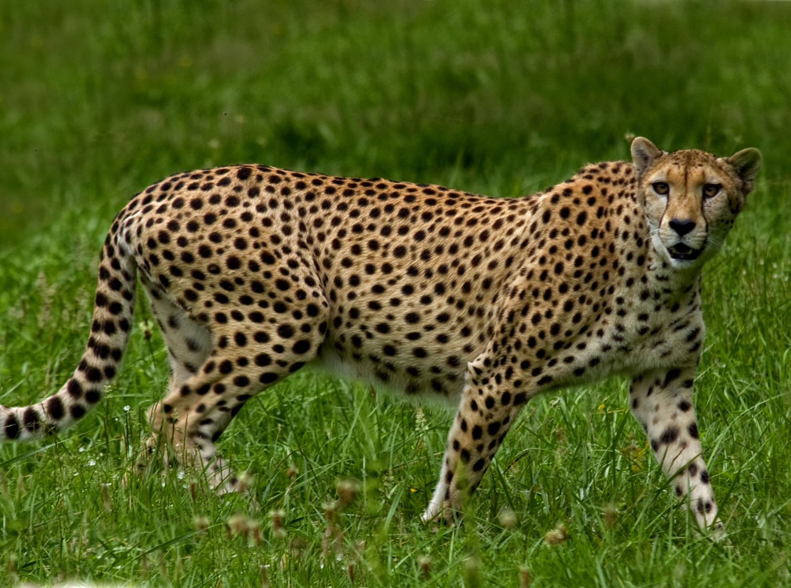 Guépard d'Afrique australe
