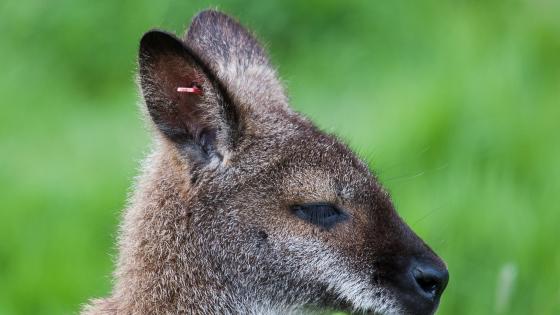 Wallaby de Bennett 